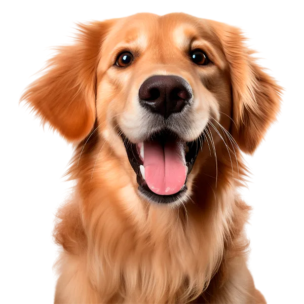 criadero de golden retriever